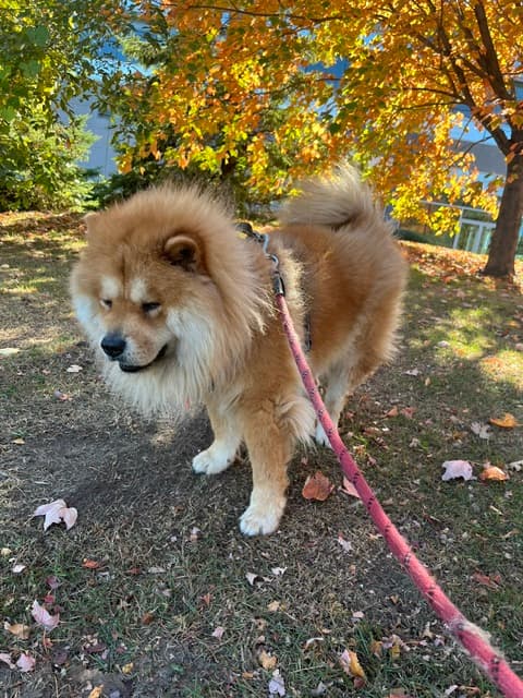 Chow Chow, arrivé à bon port