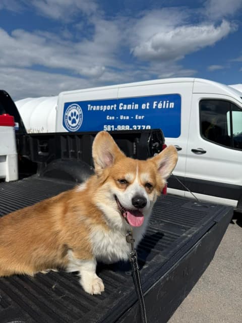Corgi prêt pour le transport terrestre