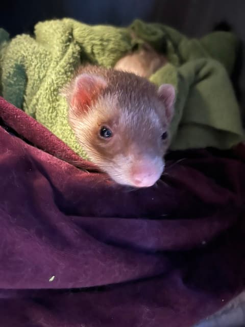 Furet bien au chaud avant son vol