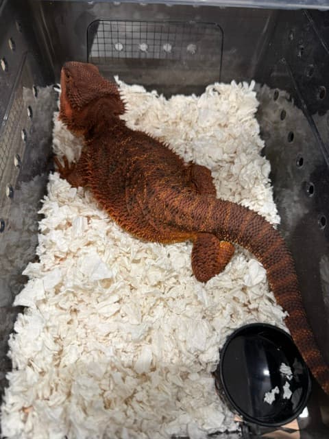 Reptile en transport sécurisé