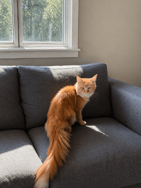 Maine Coon en pension, tout confort